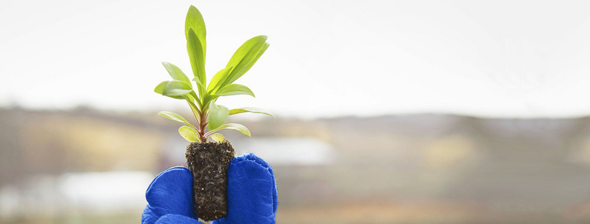 hand with sapling